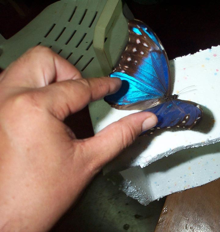 Morpho didius partial mosaic gynandromorph1 (Internet Image property of respective owner, non-commercial use only)